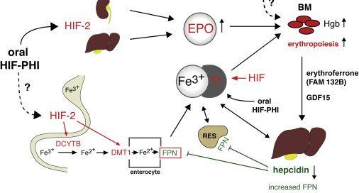 HIF-PHD inhibitors in renal anemia